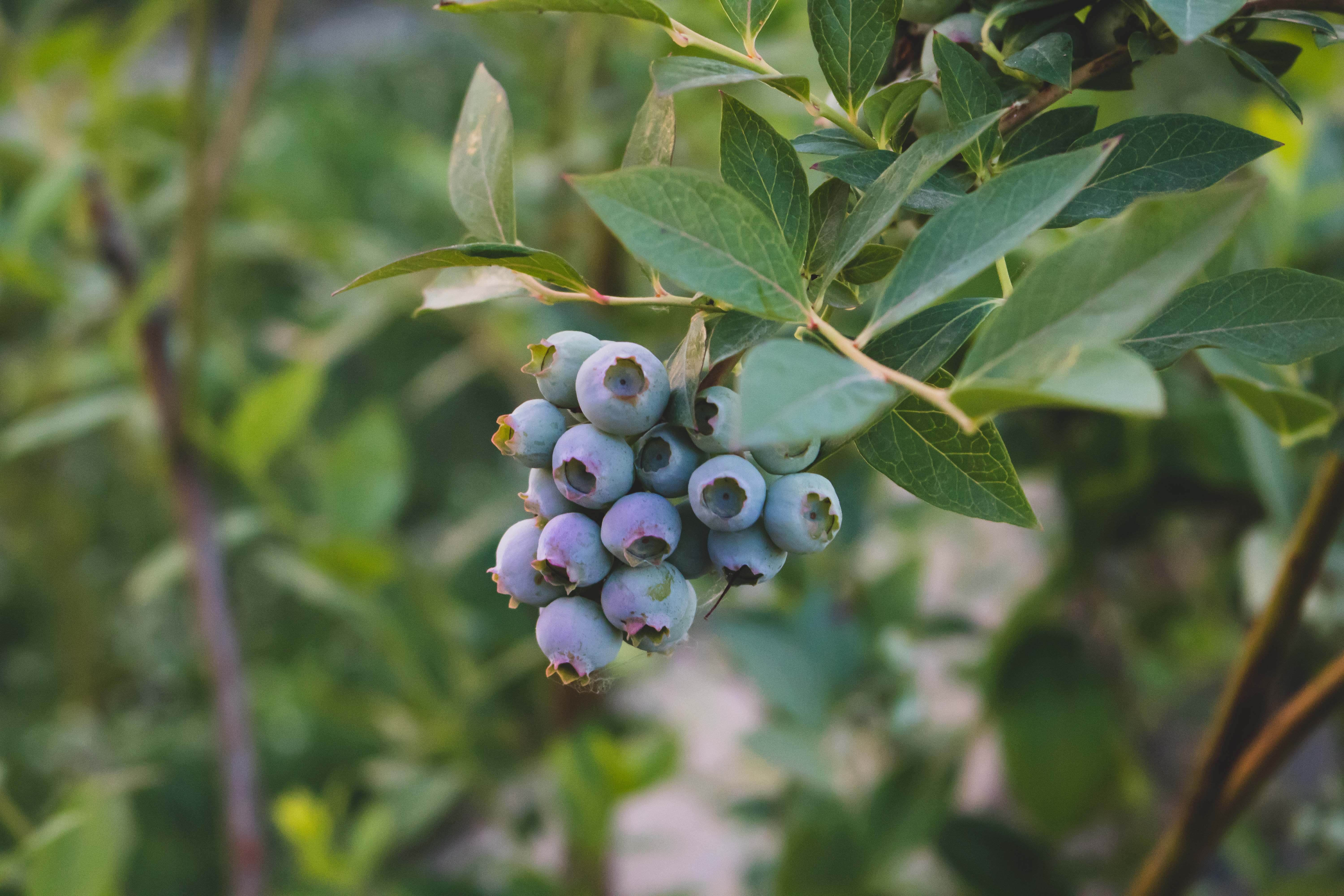 a cluster of blueberries ripen on a bush at sunset