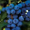 Organic Blueberries - 3lbs. - Image 2
