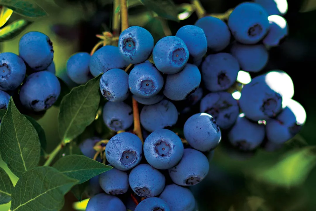 Organic Frozen Blueberries - 3lb. Bag - Image 2