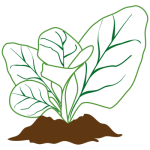 Sustainable Farming Soil Health