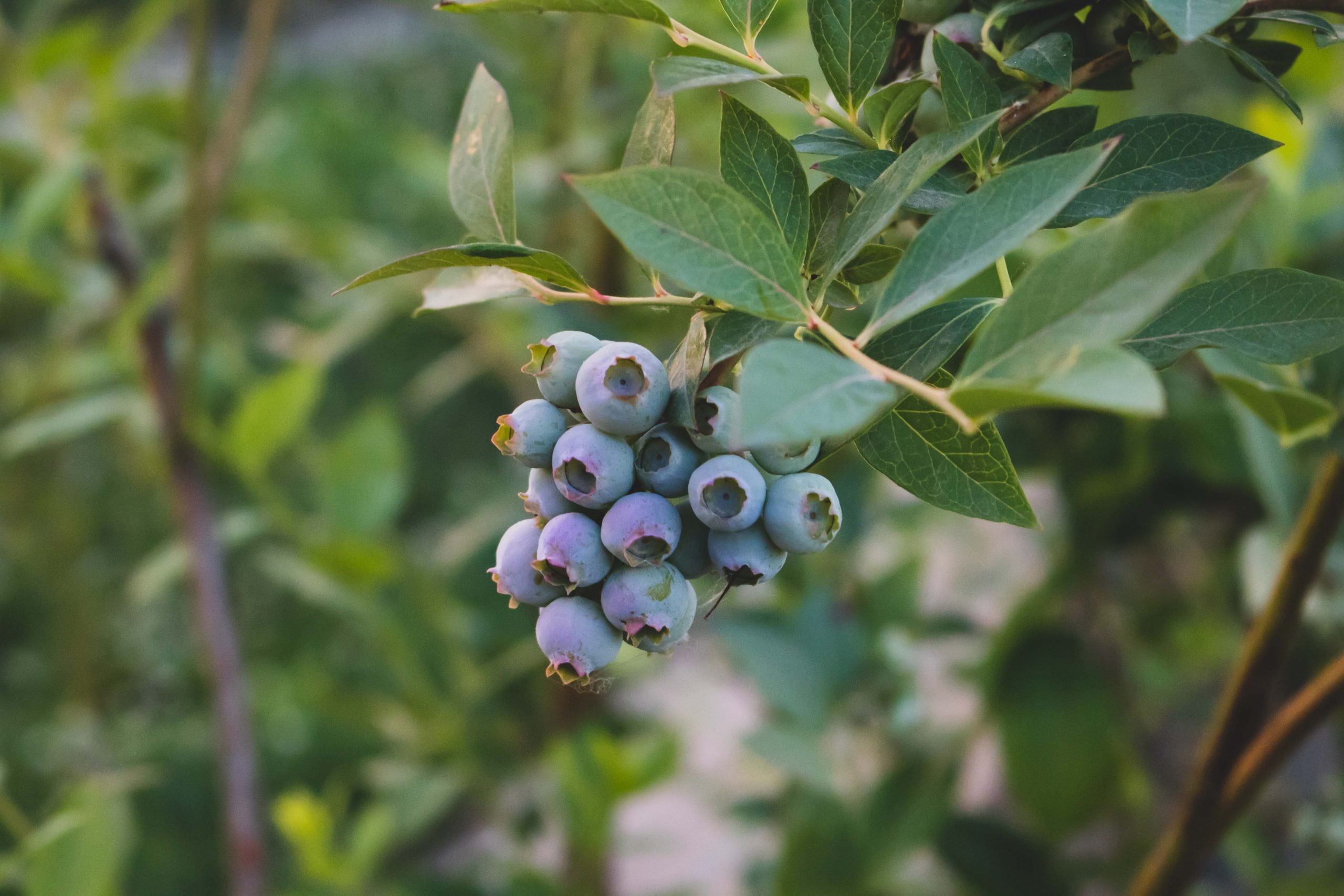 a cluster of blueberries ripen on a bush at sunset