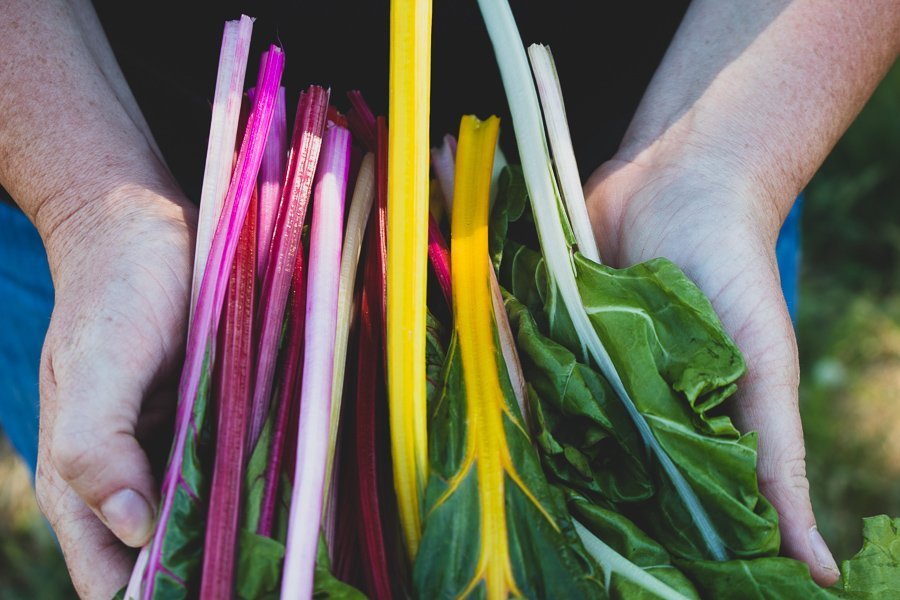 hand holding colorful array of chard stems