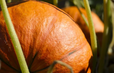 Stahlbush Island Farms Sustainable Frozen Vegetables Pumpkin IN The field