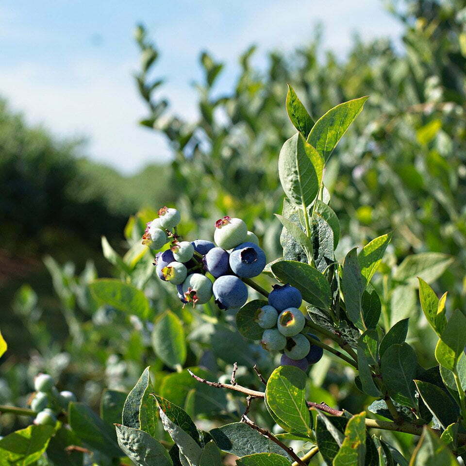 Blueberry Bush Stahlbush Island Farms Organic Blueberries -2