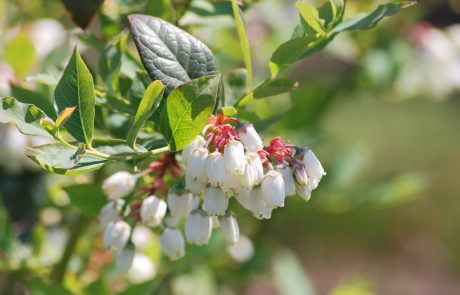 Stahlbush Island Farms Sustainable Frozen Fruit Blueberry Flowers In Spring