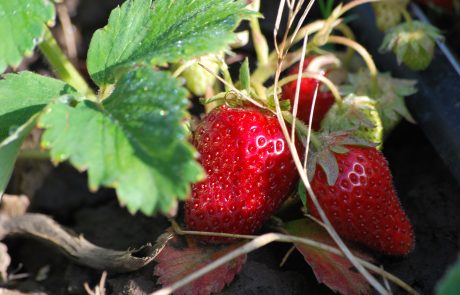 Stahlbush Island Farms Sustainable Frozen Vegetables ripe ripe strawberries in the field