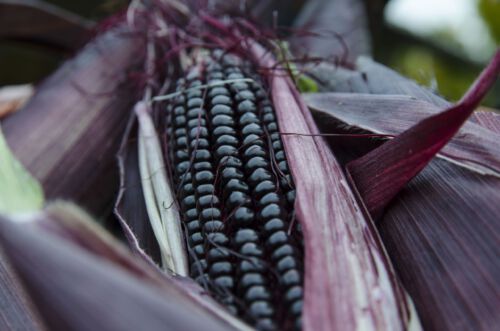 Stahlbush Island Farms Sustainable Frozen Vegetables Corn In Field