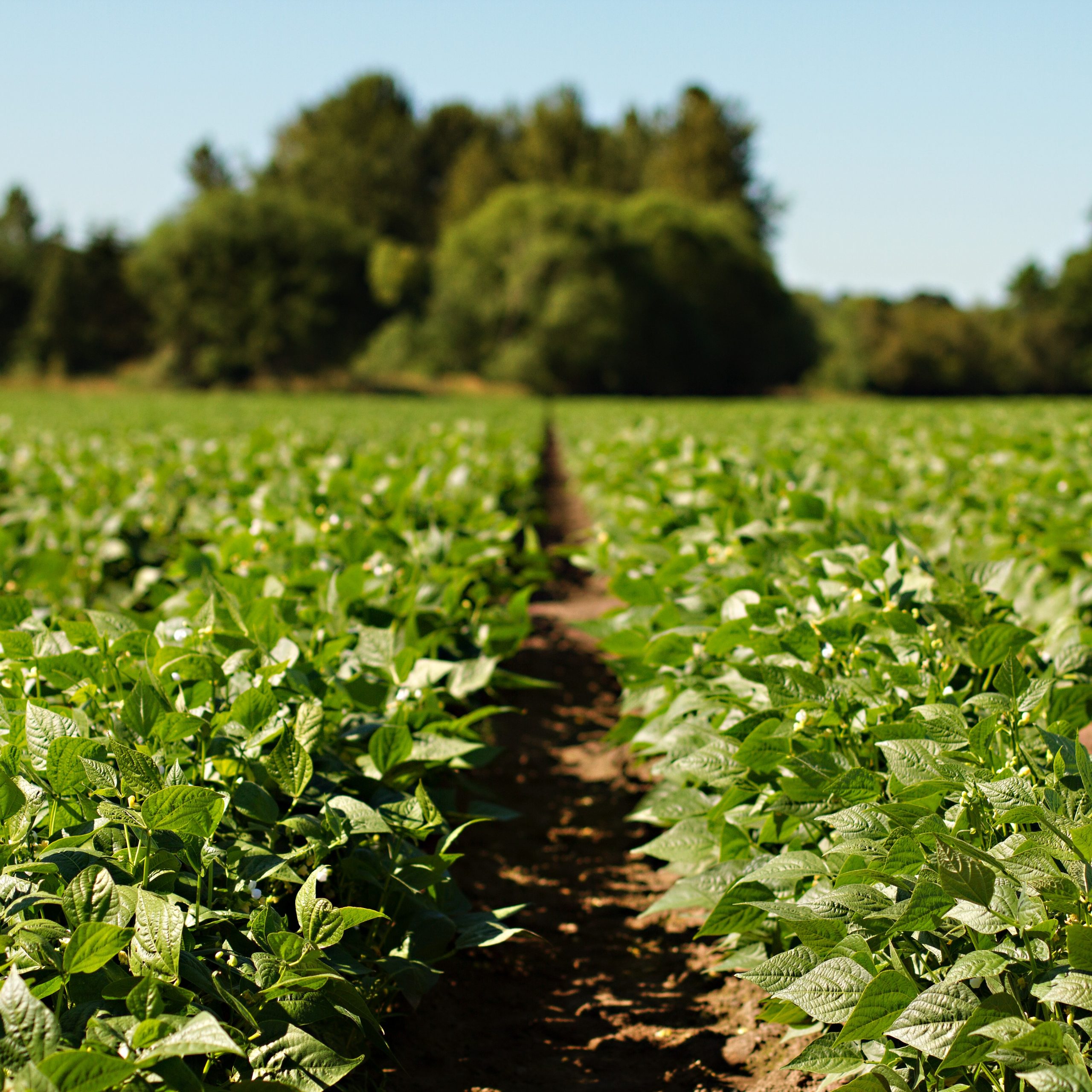 Green bean field square