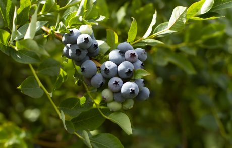 Stahlbush Island Farms Sustainable Blueberries In the Field In Spring