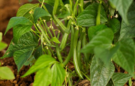 Stahlbush Island Farms Sustainable Frozen Vegetables Green Beans in Field