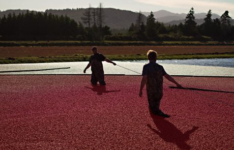 Stahlbush Island Farms Sustainable Frozen Fruit Cranberries in Bog