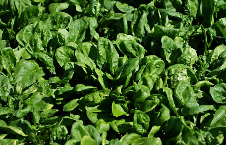 Stahlbush Island Farms Sustainable Frozen Vegetables Spinach in the field