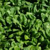 Stahlbush Island Farms Sustainable Frozen Vegetables Spinach in the field