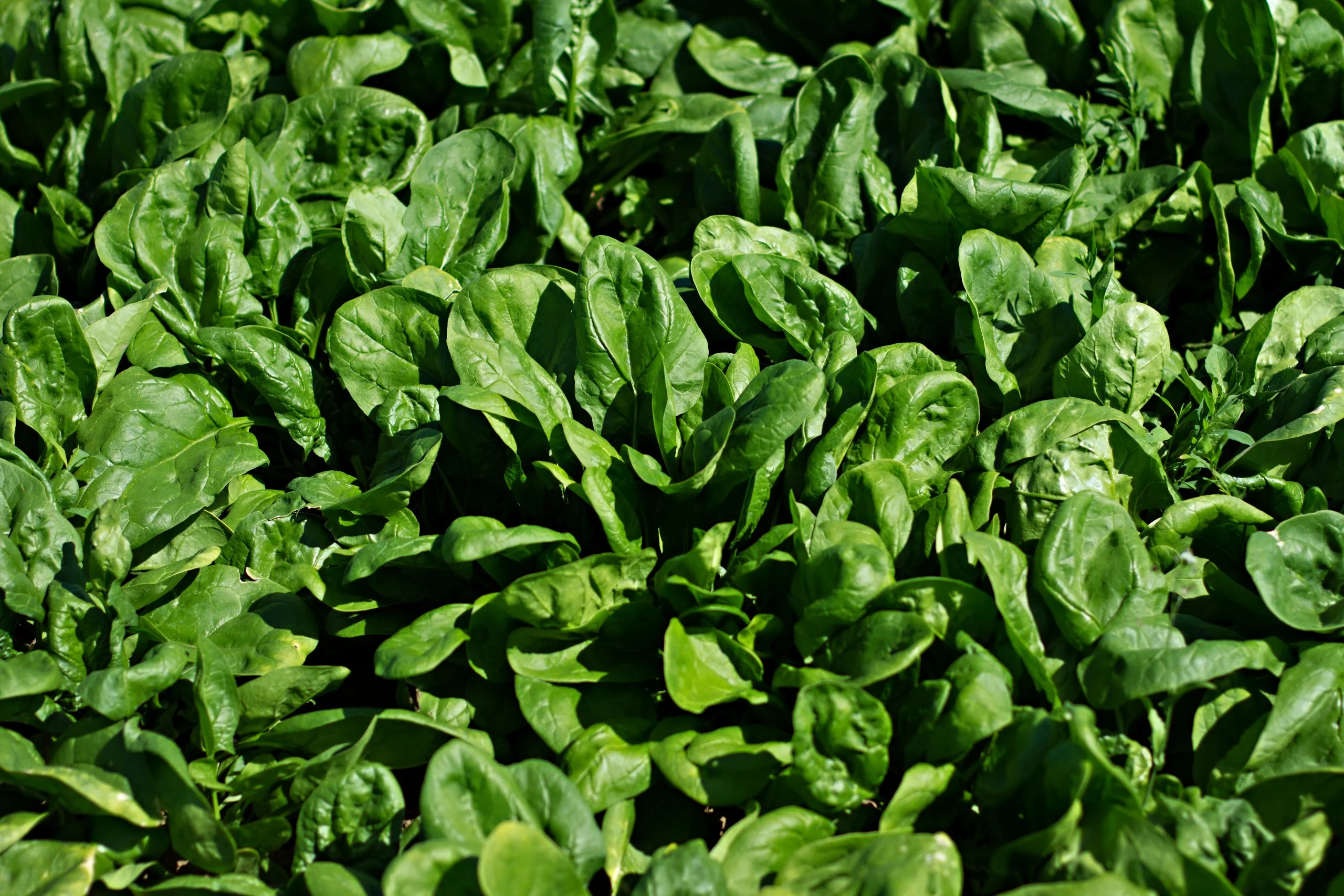 Stahlbush Island Farms Sustainable Frozen Vegetables Spinach in the field