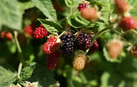 Stahlbush Island Farms Sustainable Frozen Fruit Oregon Marionberries on the vine