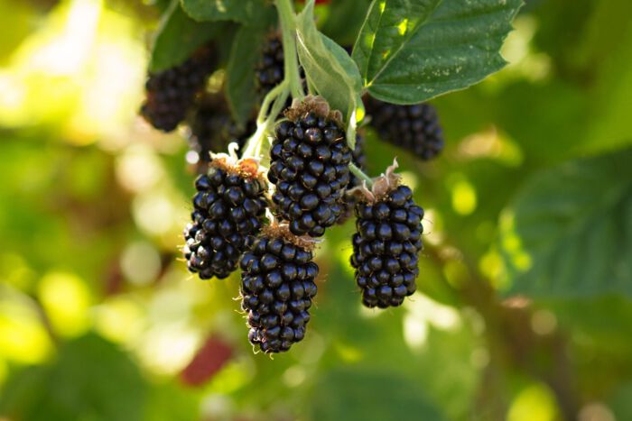 Stahlbush Island Farms Sustainable Frozen Vegetables ripe marionberry on the vine