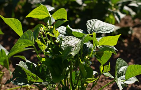 Stahlbush Island Farms Sustainable Frozen Vegetables Green Beans in Field