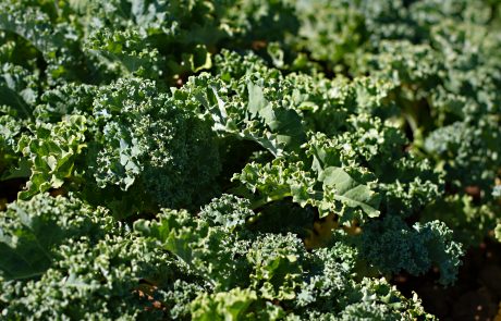Stahlbush Island Farms Sustainable Frozen Vegetables Kale in Field