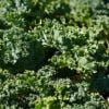 Stahlbush Island Farms Sustainable Frozen Vegetables Kale in Field