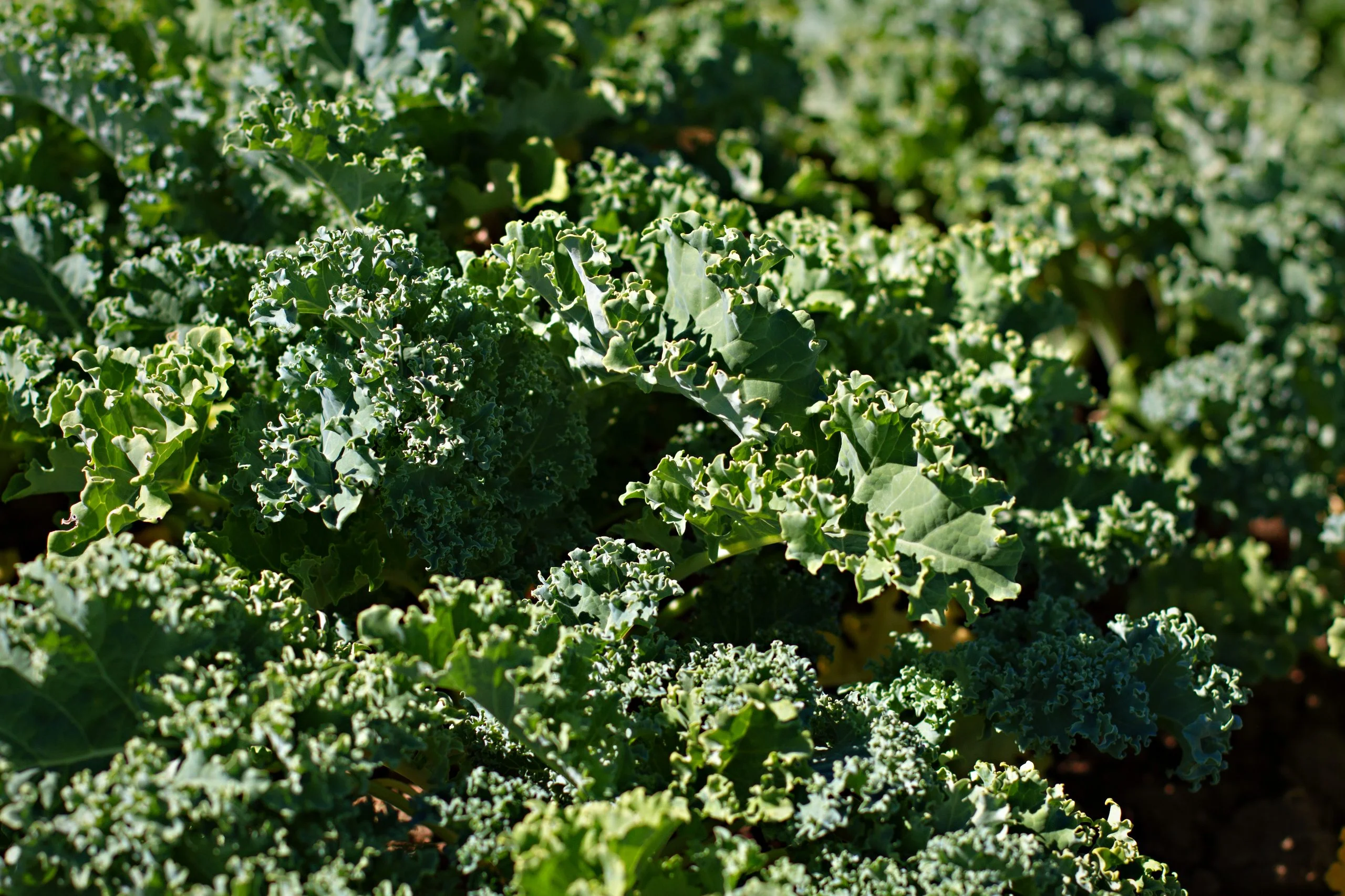 Stahlbush Island Farms Sustainable Frozen Vegetables Kale in Field
