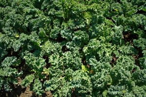 Stahlbush Island Farms Sustainable Frozen Vegetables Kale In Field