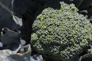 Stahlbush Island Farms Sustainable Frozen Vegetables Broccoli In Field