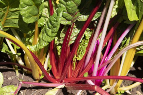 Stahlbush Island Farms Sustainable Frozen Vegetables Rainbow Swiss Chard In Field