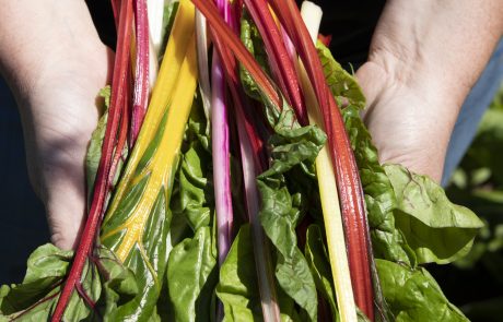 Stahlbush Island Farms Sustainable Frozen Vegetables Rainbow Chard Being Held in Hands