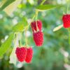 Red Raspberries - Image 4