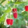 Red Raspberries - Image 4