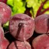 Sliced Beets - Image 4