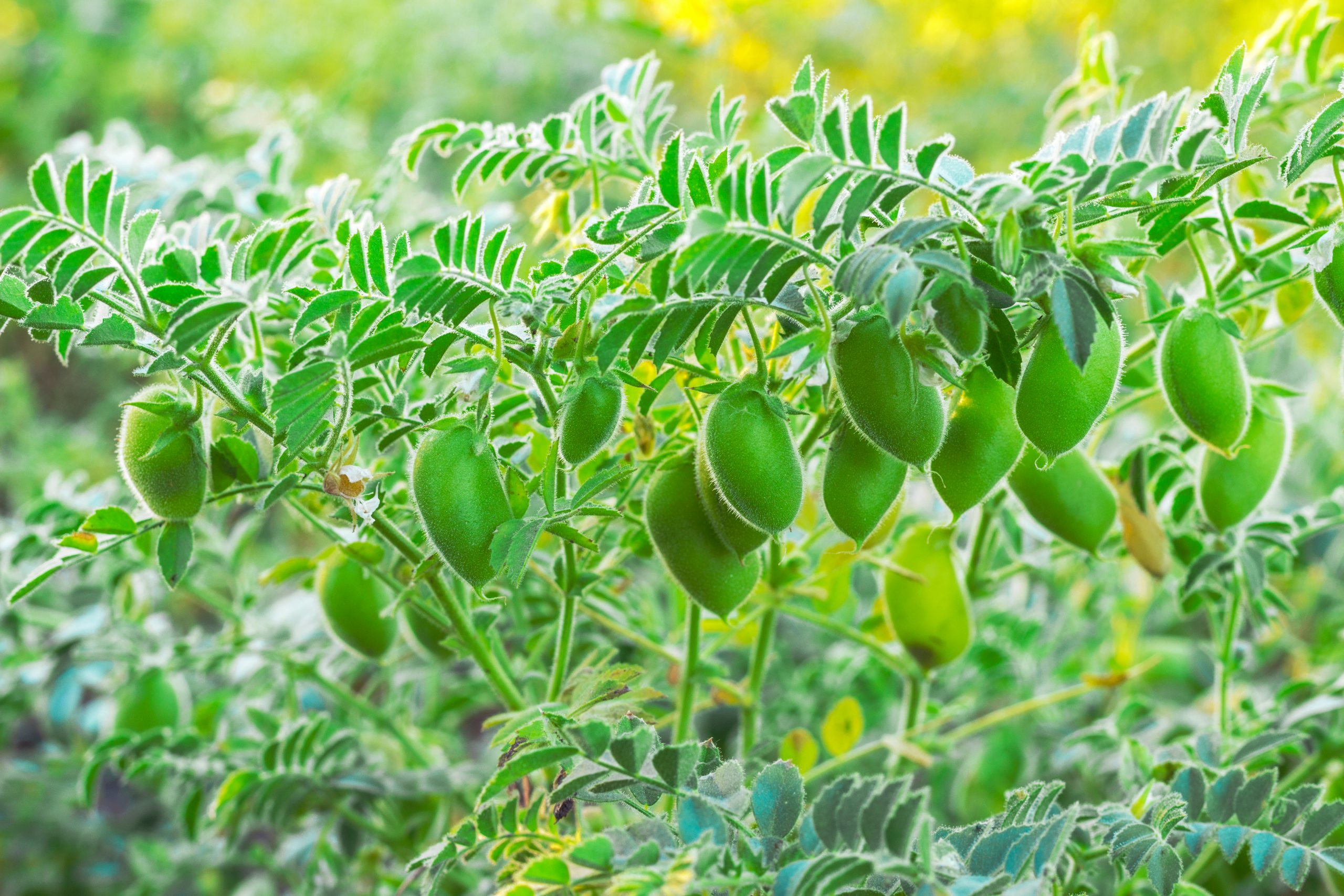 Garbanzo Beans Stahlbush Island Farms