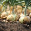Diced Onion - Image 3