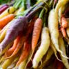 Stahlbush Island Farms Tri Colored Carrots in Field