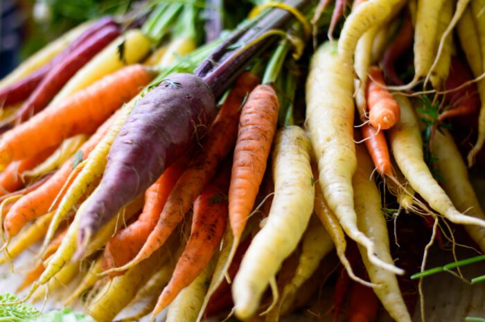 Stahlbush Island Farms Tri Colored Carrots in Field
