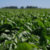 Cut Spinach - Image 5