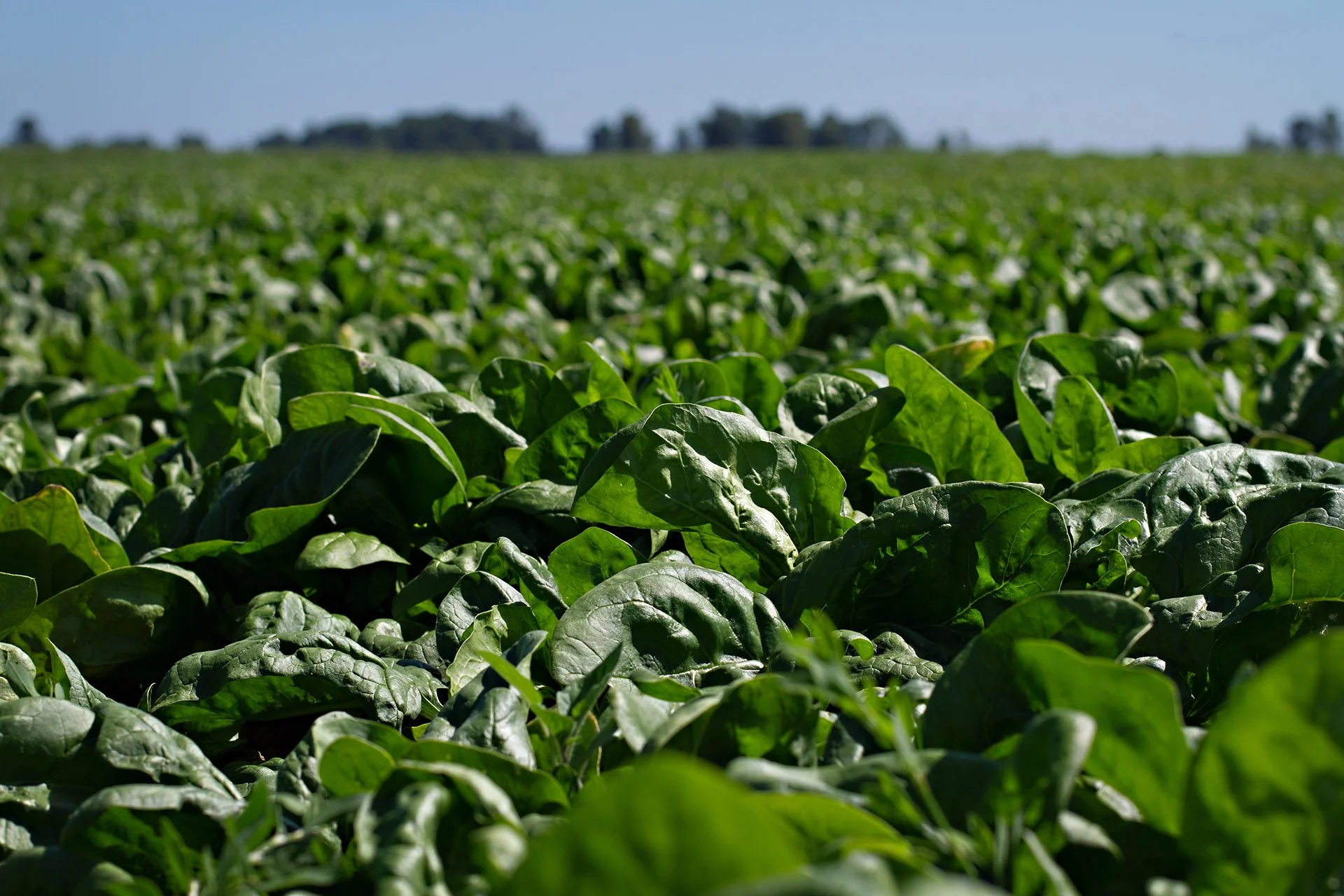 Cut Spinach - Image 5