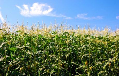 Stahlbush Island Farms Sustainable Frozen Vegetables Corn In Field