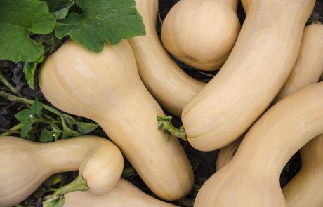 Stahlbush Island Farms Sustainable Butternut Squash In The Field