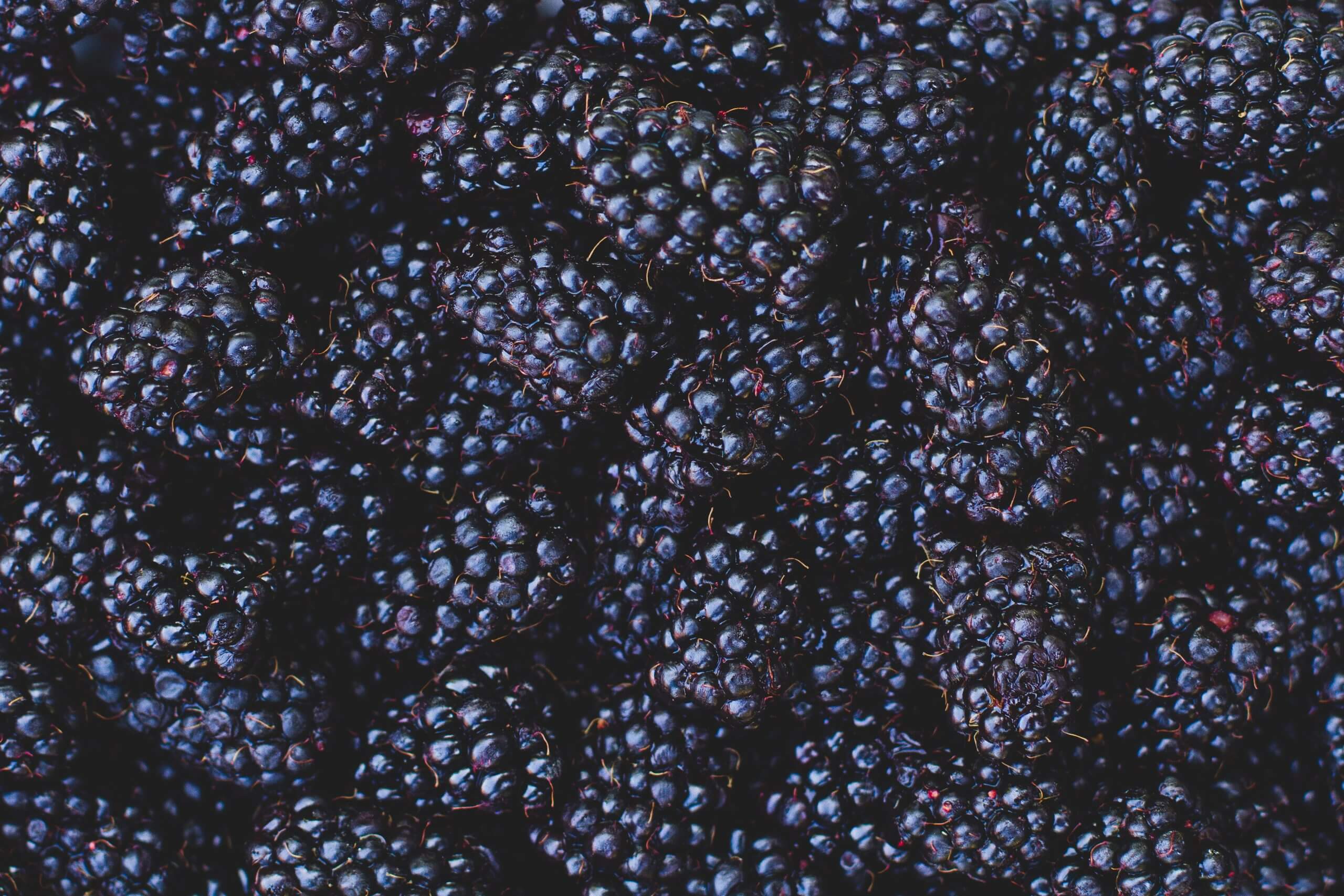 STahlbush Blackberries